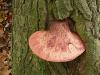 beefsteak fungus (Fistulina hepatica) younger typ