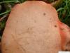 beefsteak fungus (Fistulina hepatica) underside close up