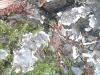 brittle cinder (Kretzschmaria deusta)