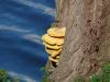 chicken of the woods (laetiporus sulphureus) at willow