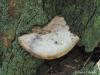 oak maze fungus (Daedalea quercina)