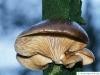 oyster fungus (Pleurotus ostreatus)