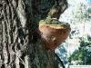 robustus conk (Phellinus robustus) at an oak