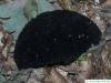 shaggy braket (Inonotus hispidus) dead fruiting bodies are black