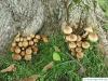 shaggy scalycap (Pholiota squarrosa) at the trunk of southern catalpa