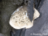 oak maze fungus (Daedalea quercina)
