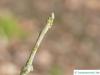 Golden oak (Quercus muehlenbergii) buds