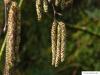 gold birch (Betula ermanii) flower in spring