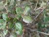 Golden oak (Quercus alnifolia) leaves