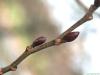 gray alder (Alnus incana) trunk