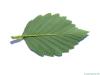 gray alder (Alnus incana) leaf underside