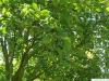 gray alder (Alnus incana) leaves