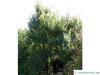Grey elm (Ulmus canescens) tree
