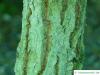 grey ironbark (Eucalyptus paniculata) trunk / bark