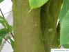 hornbeam maple (Acer carpinifolium) trunk / bark