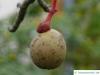 handkerchief tree (Davidia involucrata) fruit
