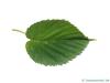 Handkerchief Tree (Davidia involucrata) leaf