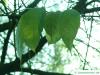 hardy rubber tree (Eucommia ulmoides) leaves in autumn