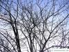 hardy rubber tree (Eucommia ulmoides) tree crown in winter