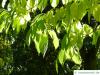 hardy rubber tree (Eucommia ulmoides) leaves