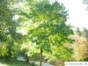hardy rubber tree (Eucommia ulmoides) tree in summer