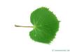 henry's lime (Tilia henryana) leaf