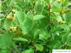 henry's lime (Tilia henryana) leaves