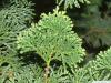 hinoki cypress (Chamaecyparis obtusa) needle