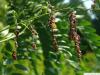honey locust (Gleditsia triacanthos) flower