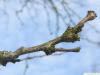 honey locust (Gleditsia triacanthos) terminal bud