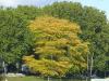 honey locust (Gleditsia triacanthos) tree