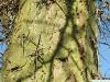honey locust (Gleditsia triacanthos) trunk