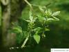 hoptree (Ptelea trifoliata) budding