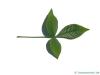 hoptree (Ptelea trifoliata) leaf