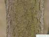 hoptree (Ptelea trifoliata) trunk / bark