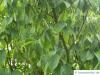 hornbeam maple (Acer carpinifolium) leaves