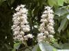 horsechestnut (Aesculus hippocastanum) flower 2
