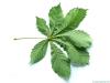 horsechestnut (Aesculus hippocastanum) leaf underside