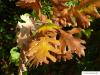 hungarian oak (Quercus fainetto) foliage in autumn