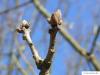 hungarian oak (Quercus fainetto) buds