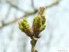 hungarian oak (Quercus fainetto) blossom in spring