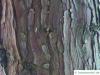 incense cedar (Calocedrus decurrens) trunk / bark