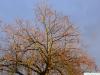 indian bean tree (Catalpa bignonioides) in winter