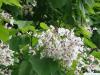 indian bean tree (Catalpa bignonioides) flower