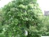 indian bean tree (Catalpa bignonioides) in summer