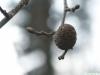 italian alder (Alnus cordata) branch and fruit