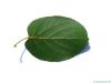italian alder (Alnus cordata) leaf underside