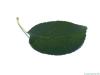 italian alder (Alnus cordata) leaf