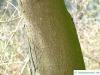 italian maple (Acer opalus) trunk / bark