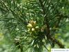 jack pine (Pinus banksiana) blossoms